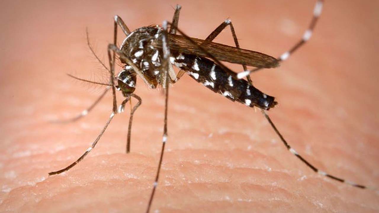 малярия в австралии