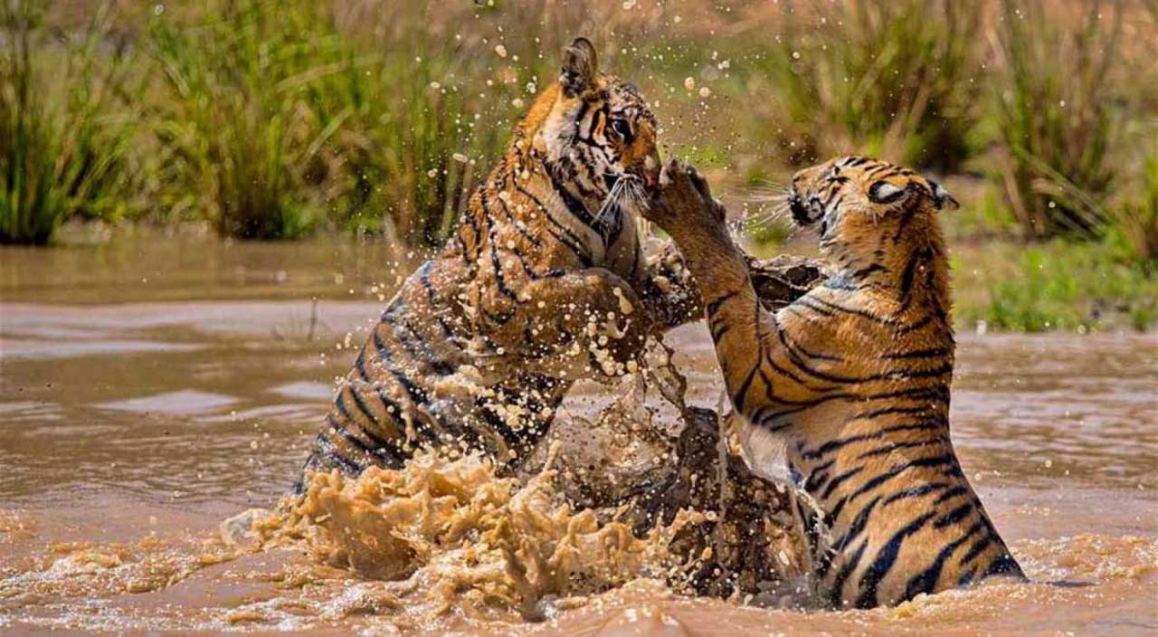 тигры в индии