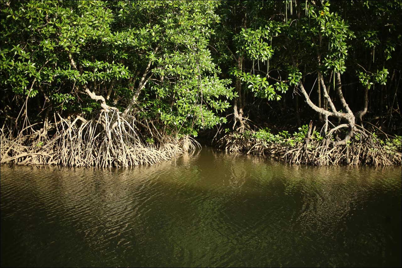мангровые леса