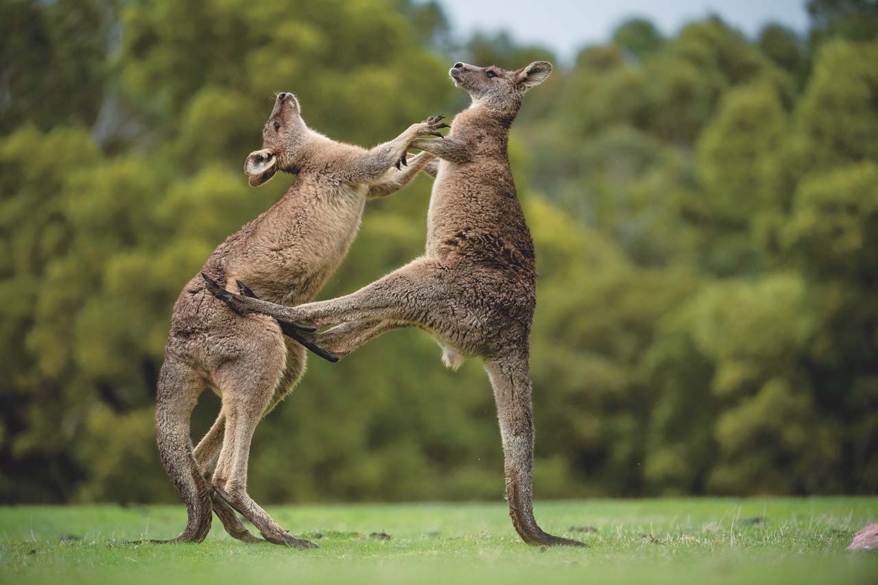 кенгуру в австралии