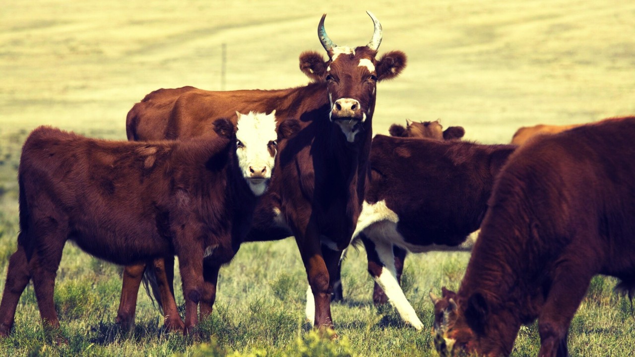 коровы калмыцкие в Забайкалье