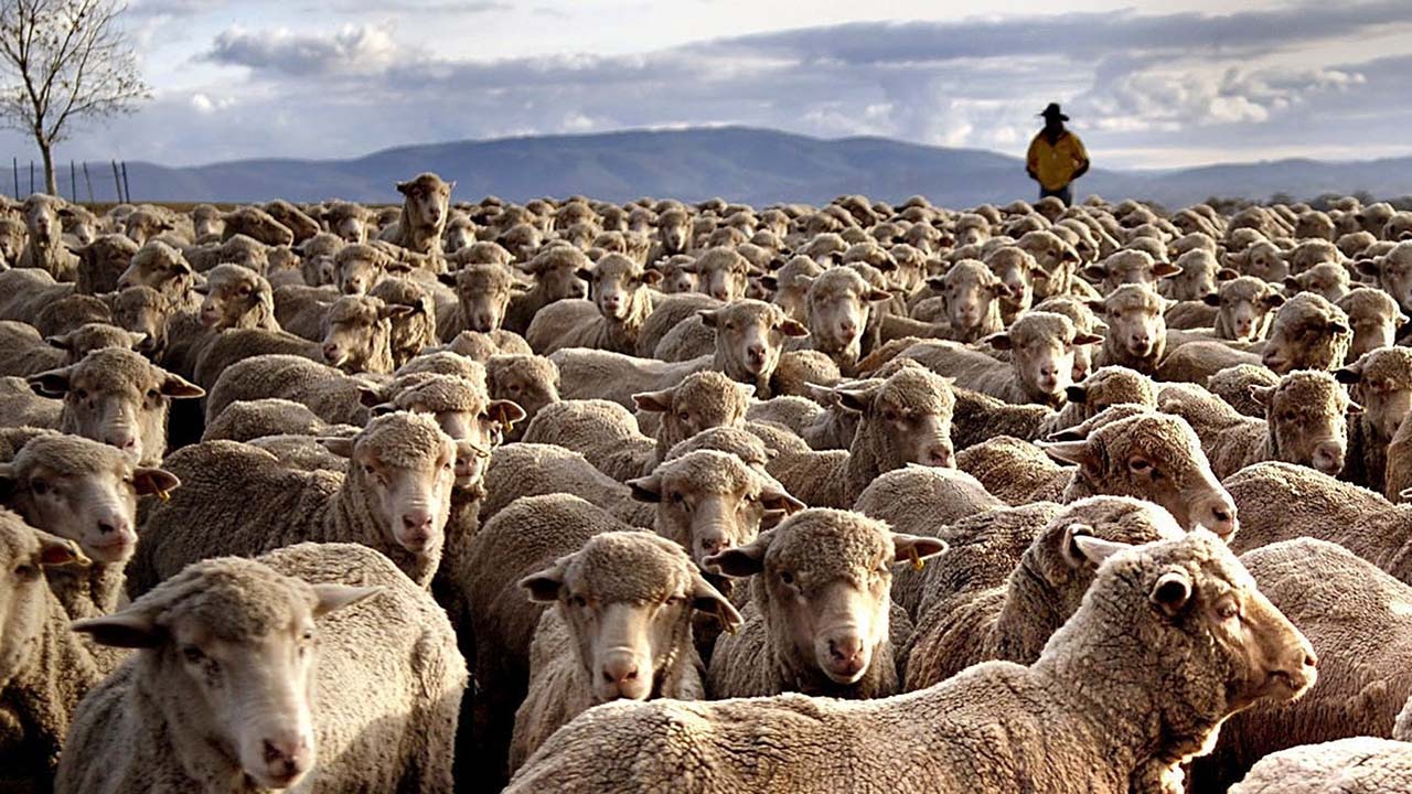 поголовье овец в австралии