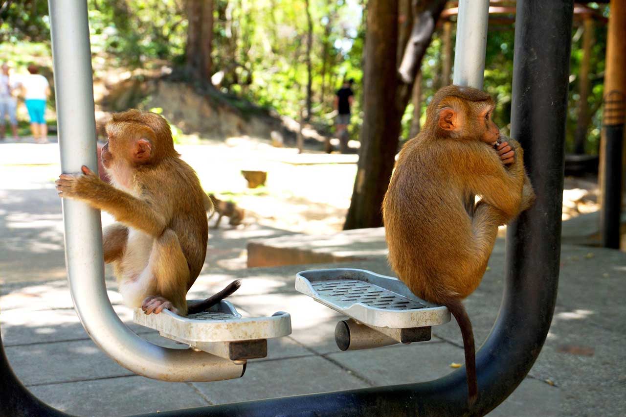 обезьяны на филиппинах