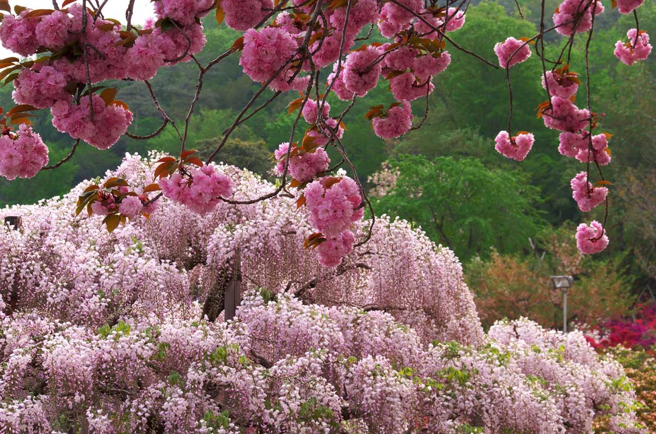 Музыка цветущего сада. Глициния Асикага. Парк цветов Асикага в Японии. Сад Кавати Фудзи. Глициния Япония.