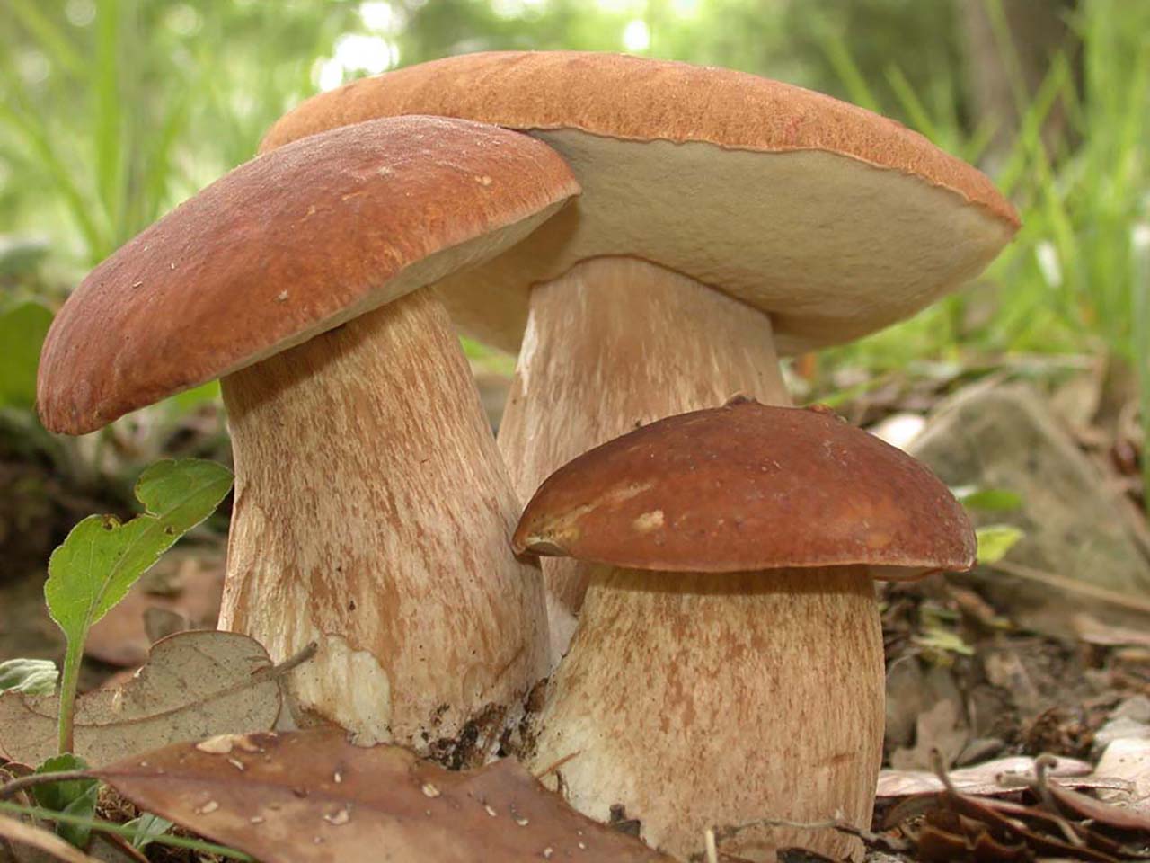 грибы в чехии