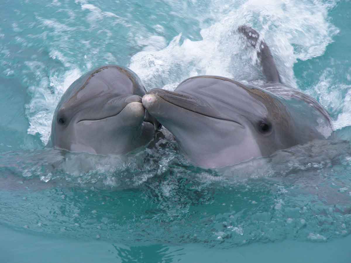 дельфинарий на Бермудских островах