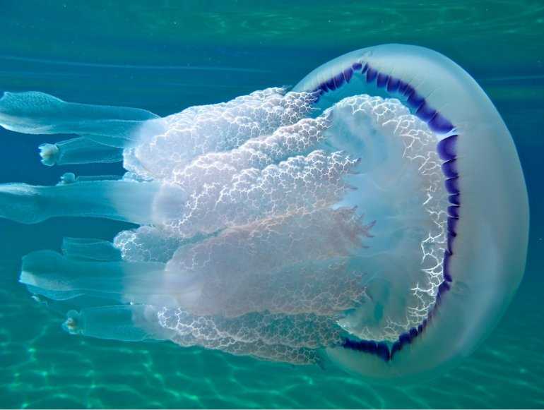 Нашествие медуз в Калифорнии