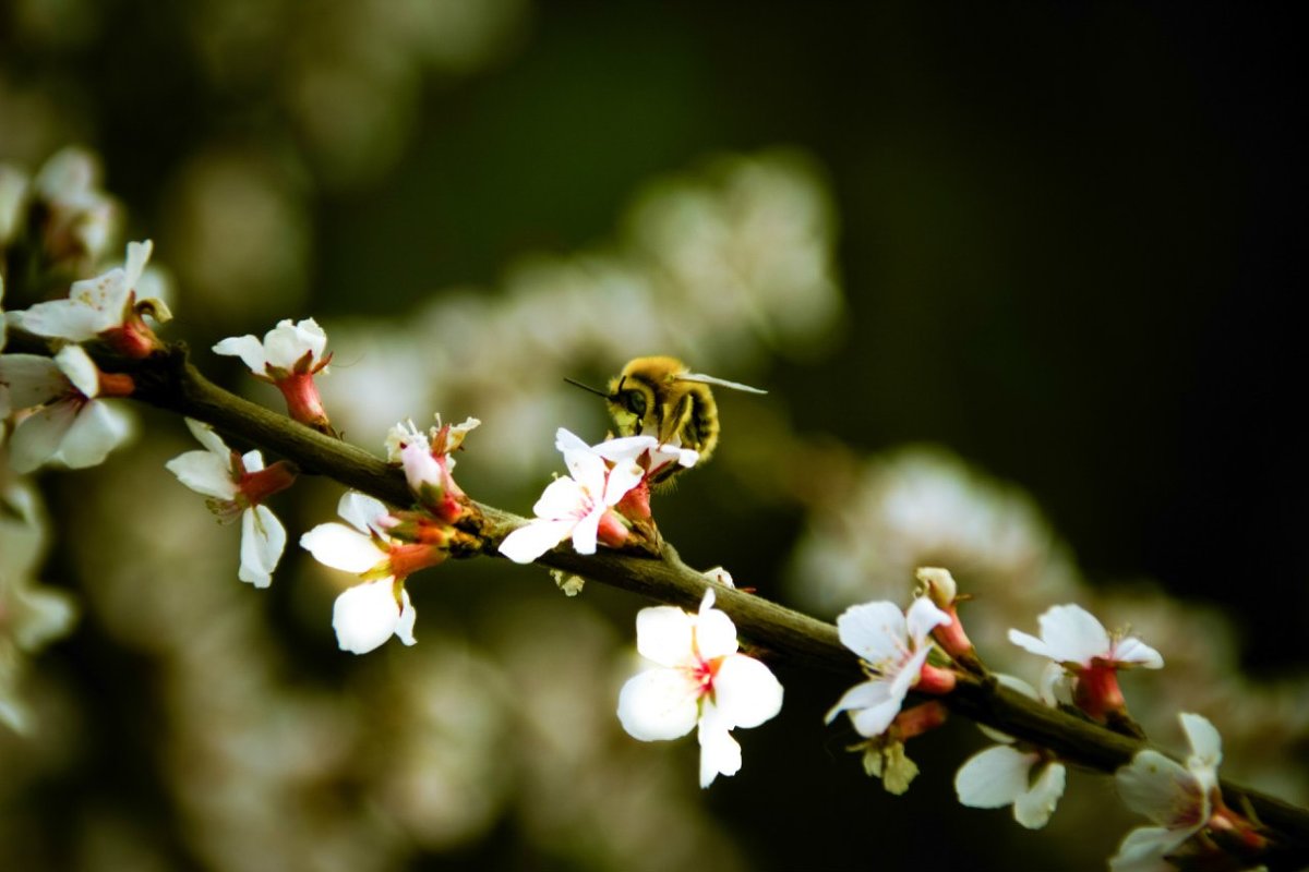 Пчела на вишне